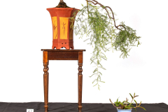 42-Acacia-cardiophylla-Gold-Lace-LR