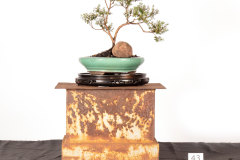 43-Leptospermum-lanigerum-Var-Granville-Spreader-LR