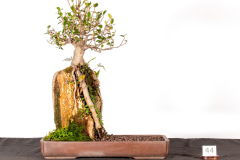 44-Ficus-rubiginosa-LR