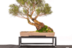 46-Allocasuarina-torulosa-LR