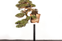 47-Gaudium-laevigatum-LR