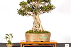 48-Ficus-rubiginosa-LR