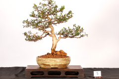 5-Melaleuca-nesophila-LR