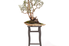 50-Eucalyptus-gunnii-LR