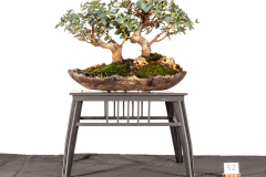 52-Eucalyptus-coccifera