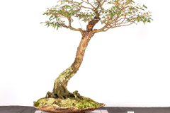 54-Eucalyptus-ficifolia