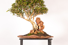 55-Tristaniopsis-laurina