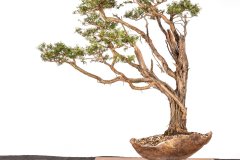 57-Leptospermum-continentale