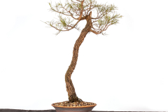 58-Allocasuarina-torulosa