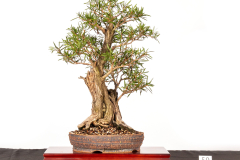 59-Callistemon-citrinis Hot-Pink