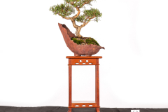 60-Melaleuca-violacea