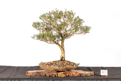 61-Melaleuca-decussata