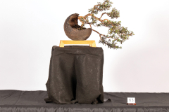 63-Leptospermum-Mesme-Eyes