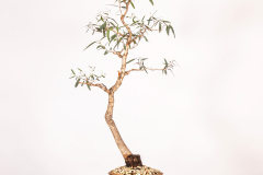 7-Eucalyptus-sp.-LR