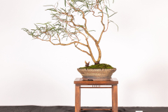 8-Eucalyptus-largiflorens-LR