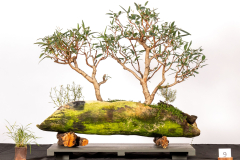 9-Eucalyptus-camaldulensis-LR