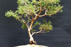 2. Melaleuca styphelioides, Prickly Paperbark