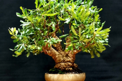 3. Banksia serrata, Old man banksia