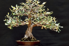 4. Banksia integrifolia, Coast banksia