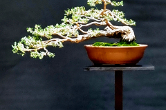 5. Gaudium laevigatum, Coastal tea tree