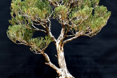 6. Melaleuca ericifolia, Swamp paperbark