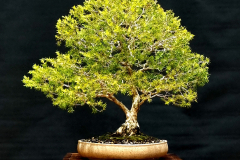 7. Melaleuca styphelioides, Prickly paperbark