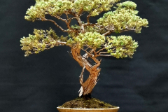8. Leptospermum lanigerum, Woolly tea tree