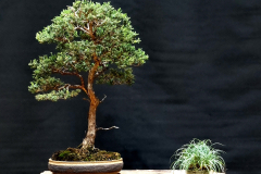 11. Leptospermum lanigerum, Woolly tea tree