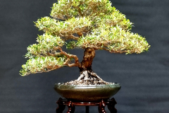 12. Leptospermum petersonii, Lemon scented tea tree