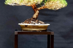 13. Melaleuca armillaris, Bracelet honey myrtle