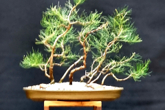 14. Allocasuarina littoralis, Black sheoak