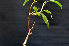 15. Acacia pycnantha, Golden wattle