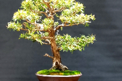 16. Leptospermum petersonii, Lemon scented tea tree