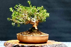 17. Melaleuca virens, Lime bottlebrush