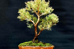 18. Melaleuca linariifolia “Claret Tops”, Claret tops paperbark