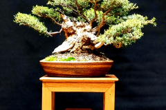 19. Kunzea ambigua, Tick bush
