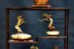 20. Gaudium laevigatum, Leptospermum flavescens, Melaleuca linariifolia, Allocasuarina torulosa, Melaleuca rhaphyophylla