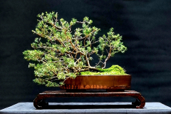 21. Kunzea ambigua, Tick bush