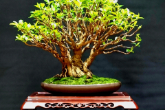 22. Ficus microcarpa, Curtain fig