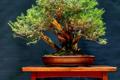 23. Kunzea peduncularis, Mountain burgan