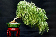 24. Acacia howittii “Green Wave”, Sticky wattle