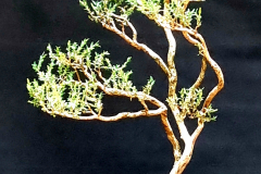25. Melaleuca decussata, Cross leaved honey myrtle