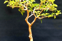 26. Syzygium smithii, Lilly pilly
