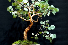 27. Eucalyptus polyanthemos, Red box