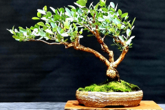 28. Eucalyptus melliodora, Yellow box