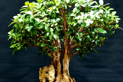 29. Ficus rubiginosa, Port Jackson fig