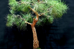 30. Allocasuarina littoralis, Black sheoak