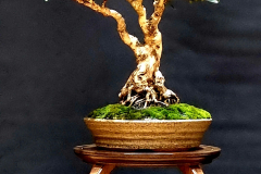31. Tristaniopsis laurina, Water gum