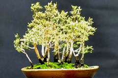 33. Melaleuca styphelioides, Prickly paperbark