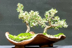 34. Gaudium laevigatum, Coastal tea tree